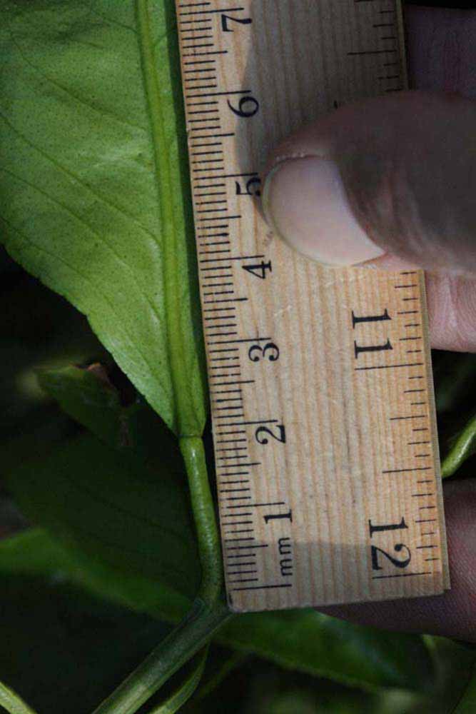              Unifoliolate leaf (Riverside, CA)       